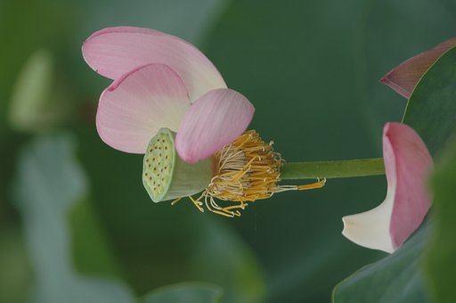 蓮