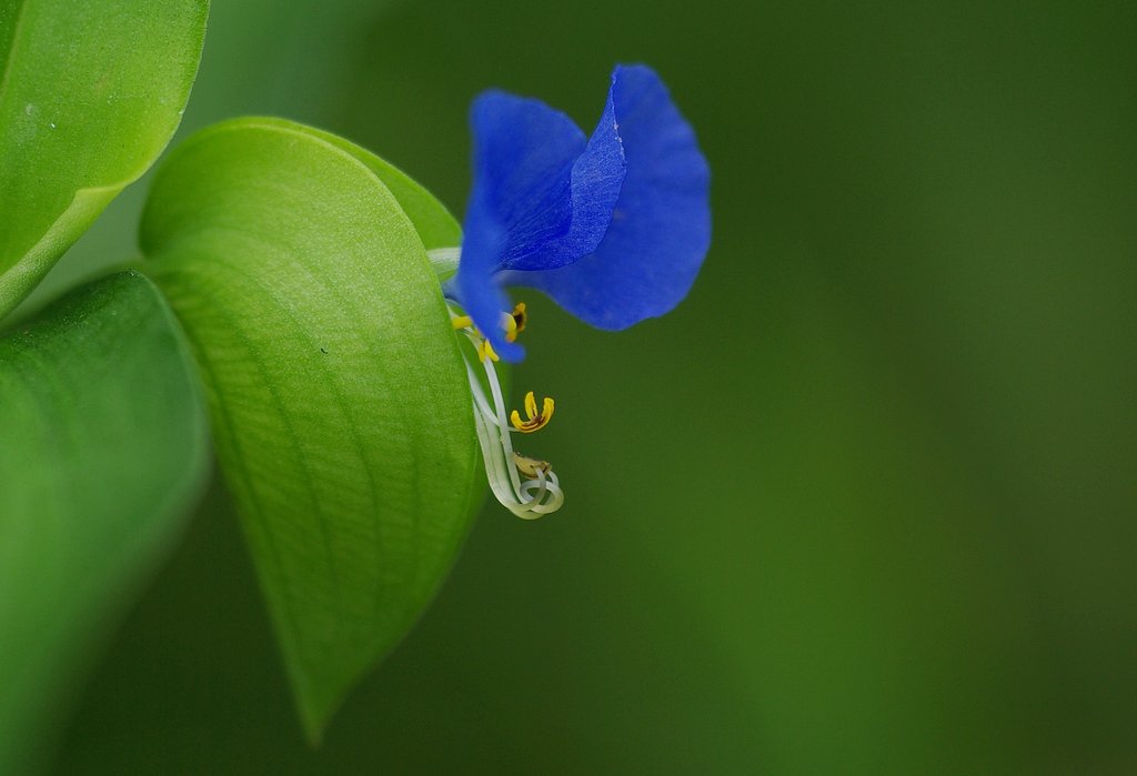 青い露草
