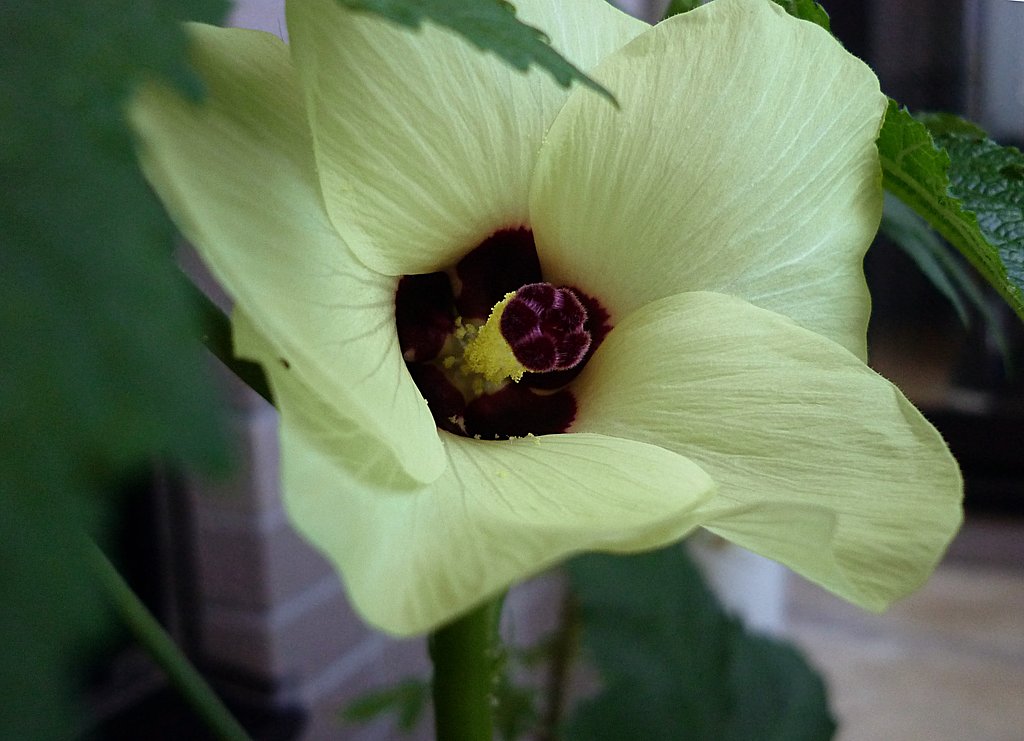 オクラの花