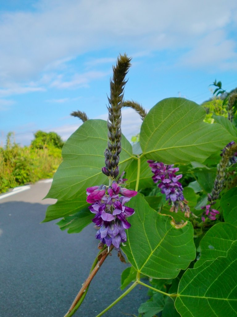 農道横の葛の花
