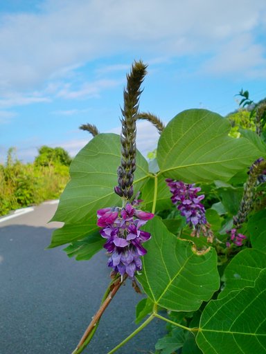 農道横の葛の花