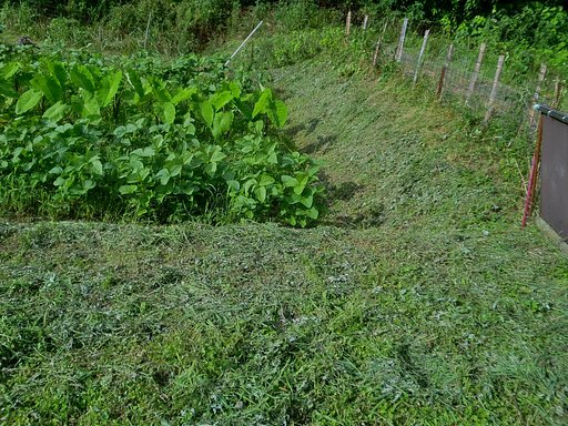 里芋周辺の草刈