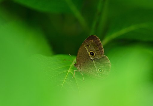 葉陰で休息