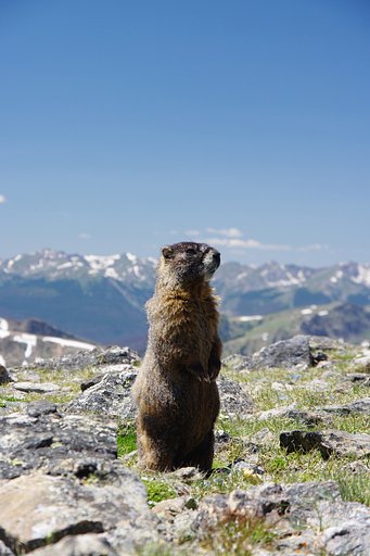 Wild Life in the sky 1