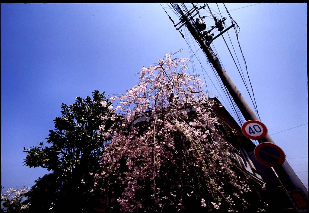 御室桜