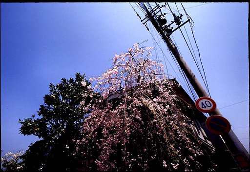 御室桜