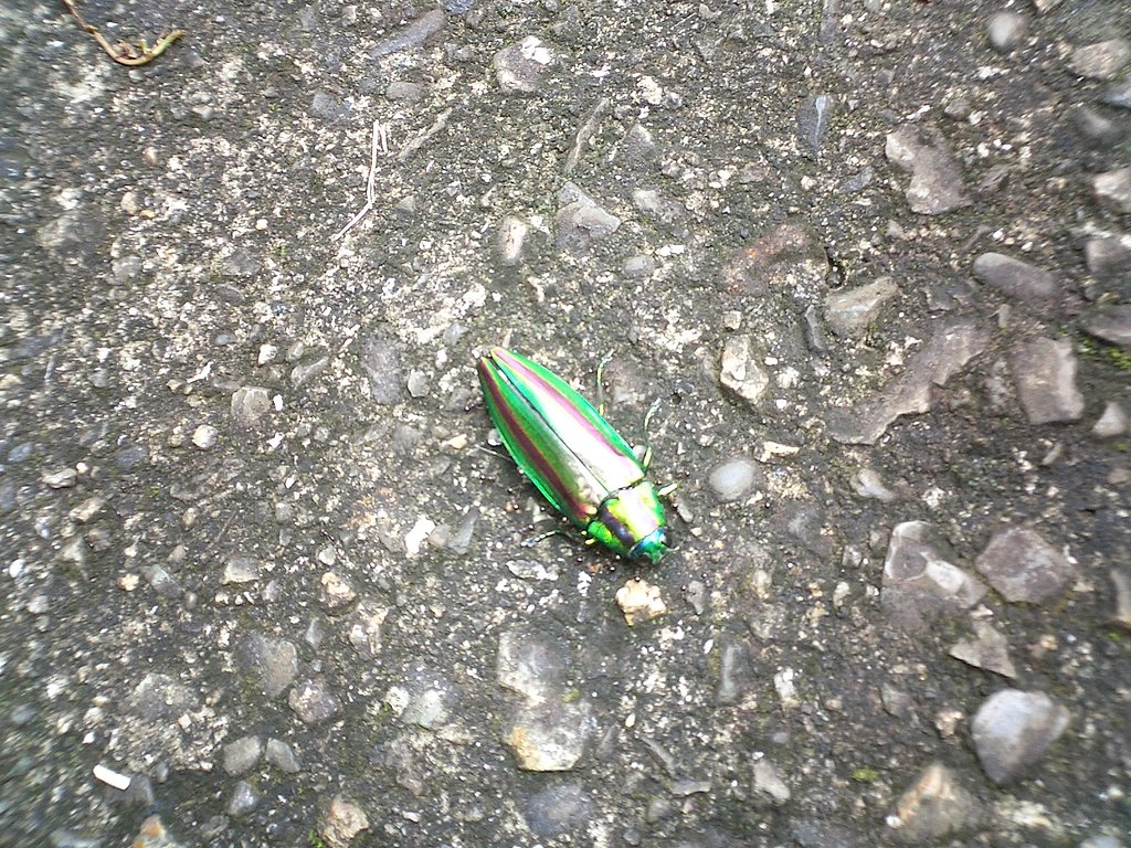 玉虫