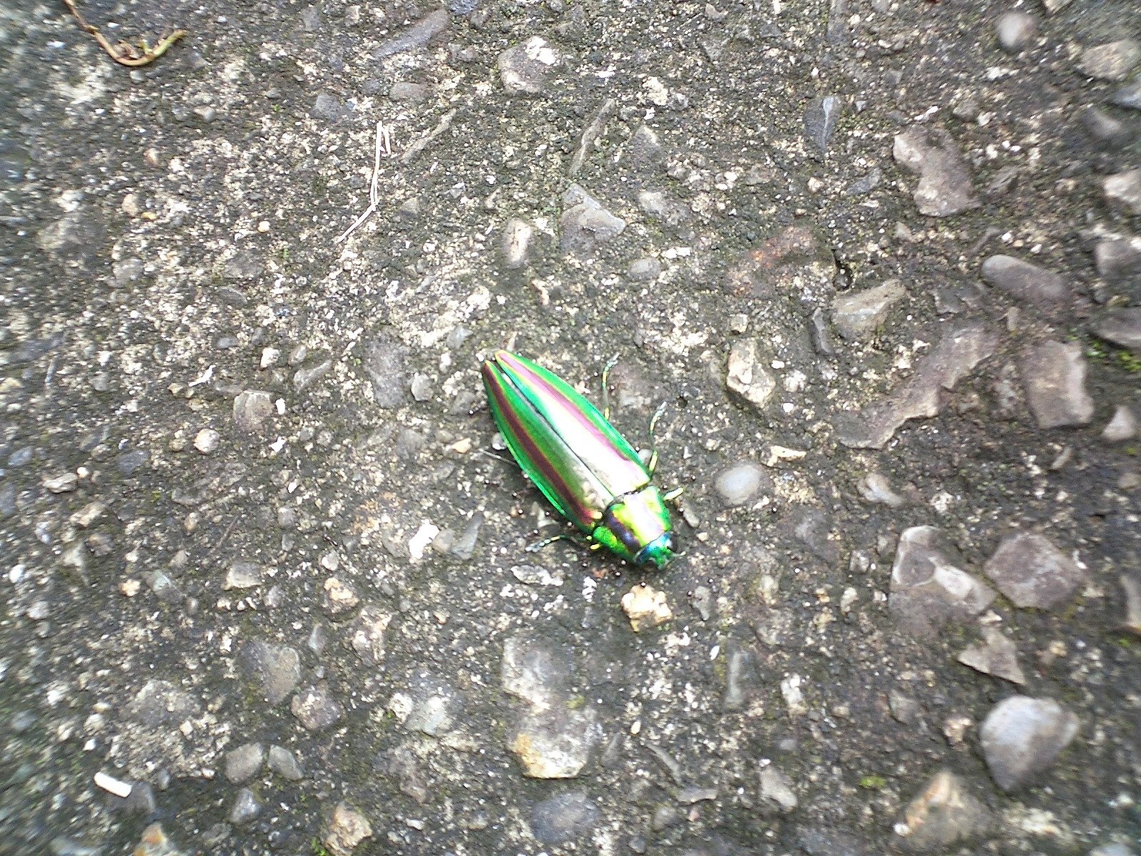 玉虫