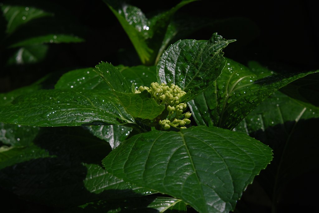 雨上がりの紫陽花
