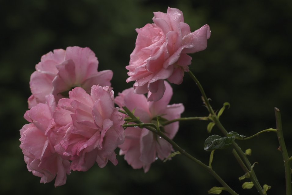 雨に濡れる薔薇