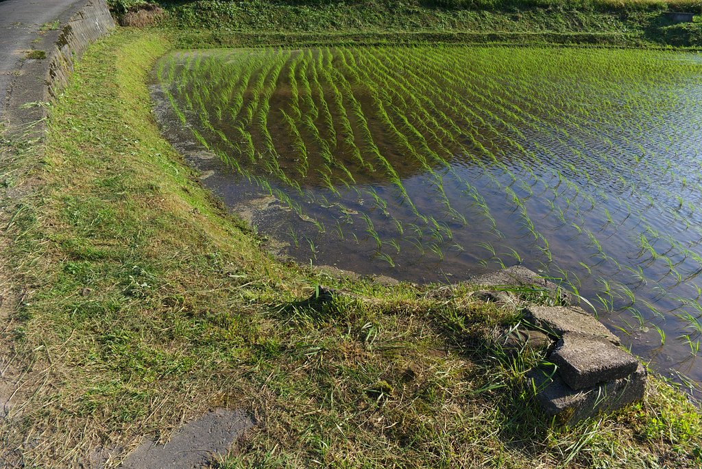 田園風景：コシヒカリ