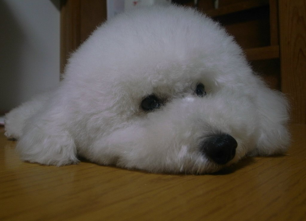 ゴマちゃんスタイルの写真（２枚目）