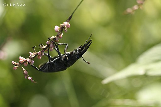 ノコギリクワガタ