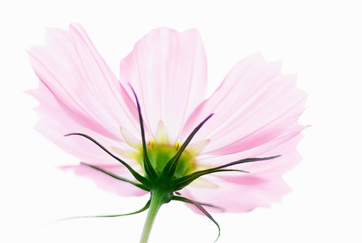 秋桜