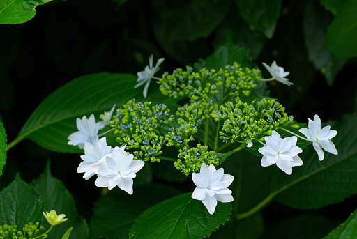 スミダノハナビ（隅田の花火）