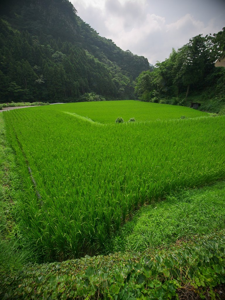 実る夏