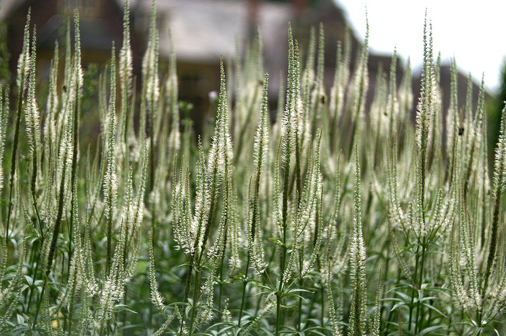 英国の白長細花２