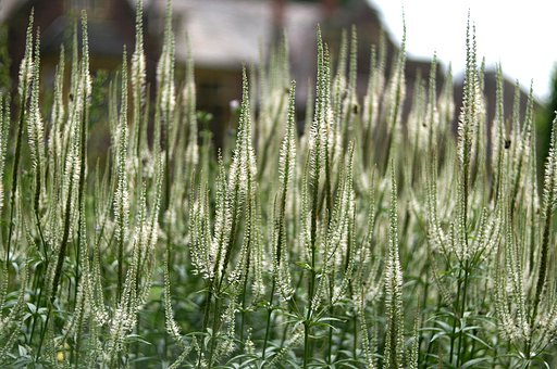 英国の白長細花２