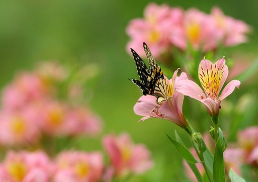 花化けの術