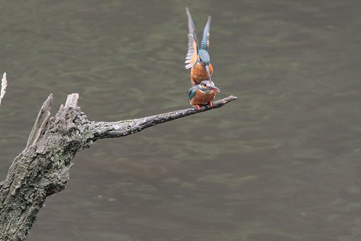 カワセミの生態シーン