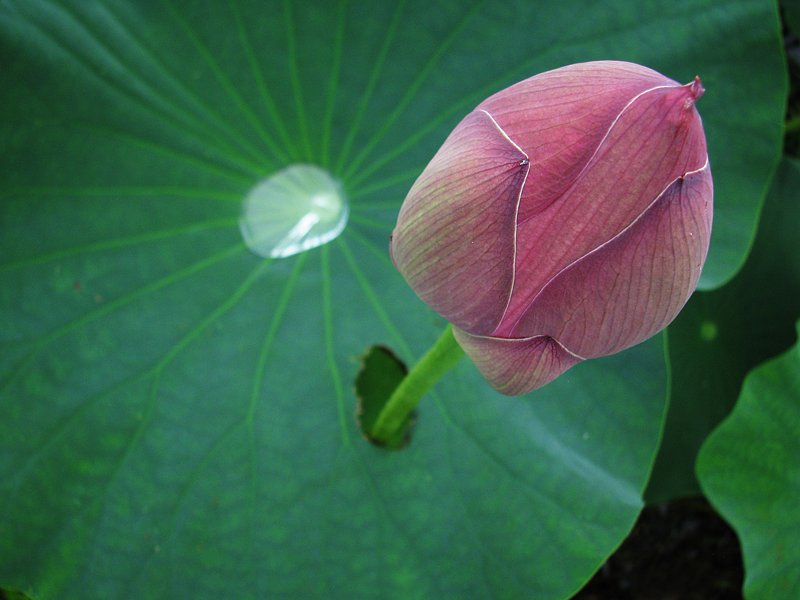 生きる
