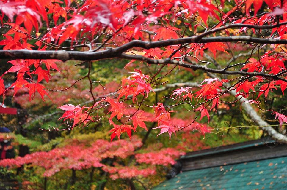 中野もみじさんの紅葉