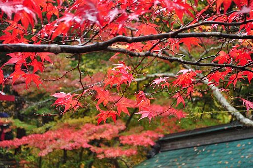 中野もみじさんの紅葉