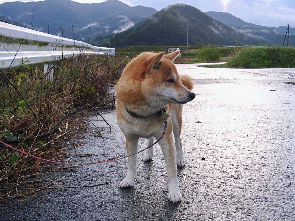 あっち向いてホイ!