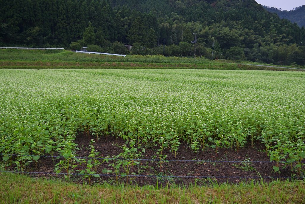 減反水田のソバの花!