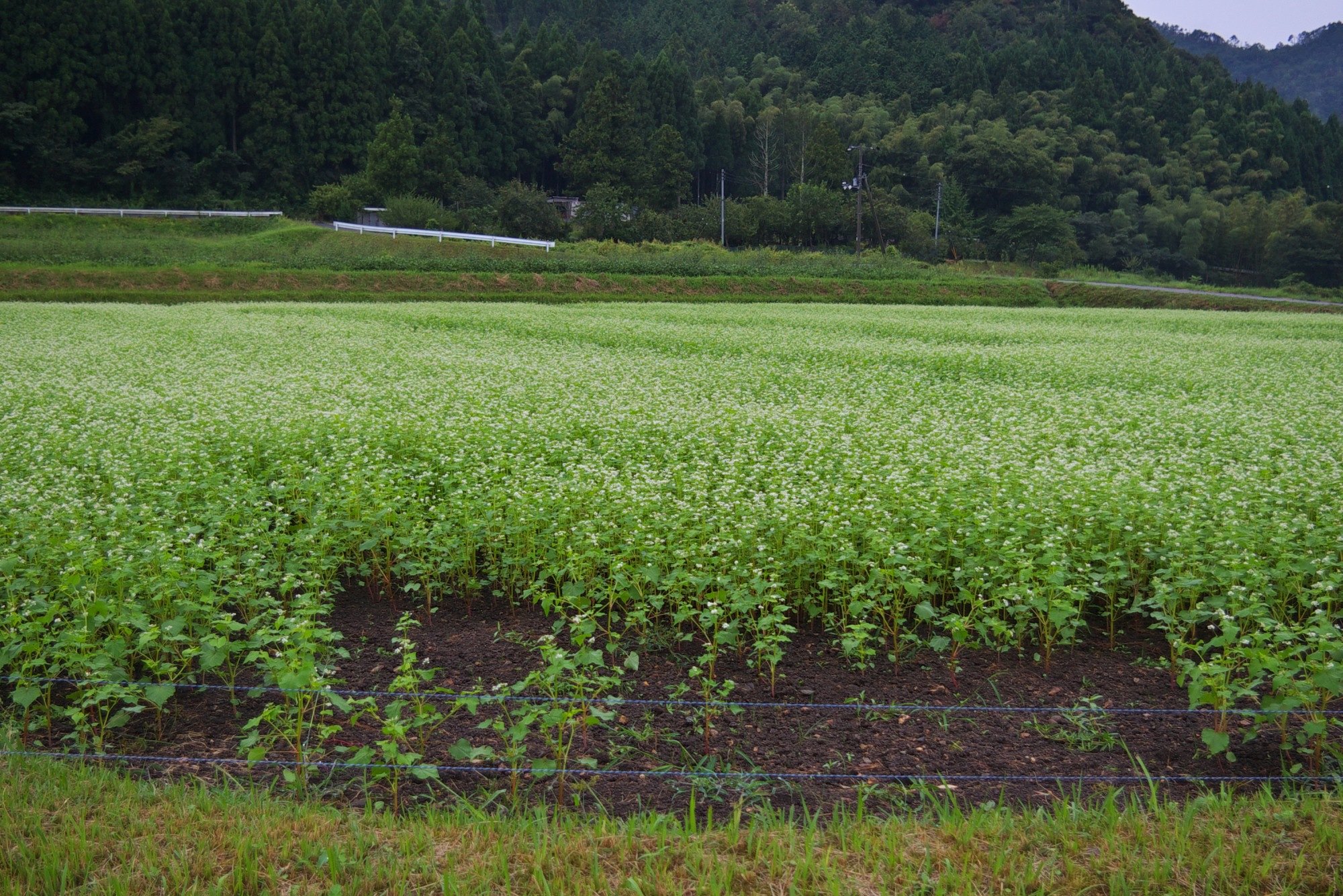 減反水田のソバの花!