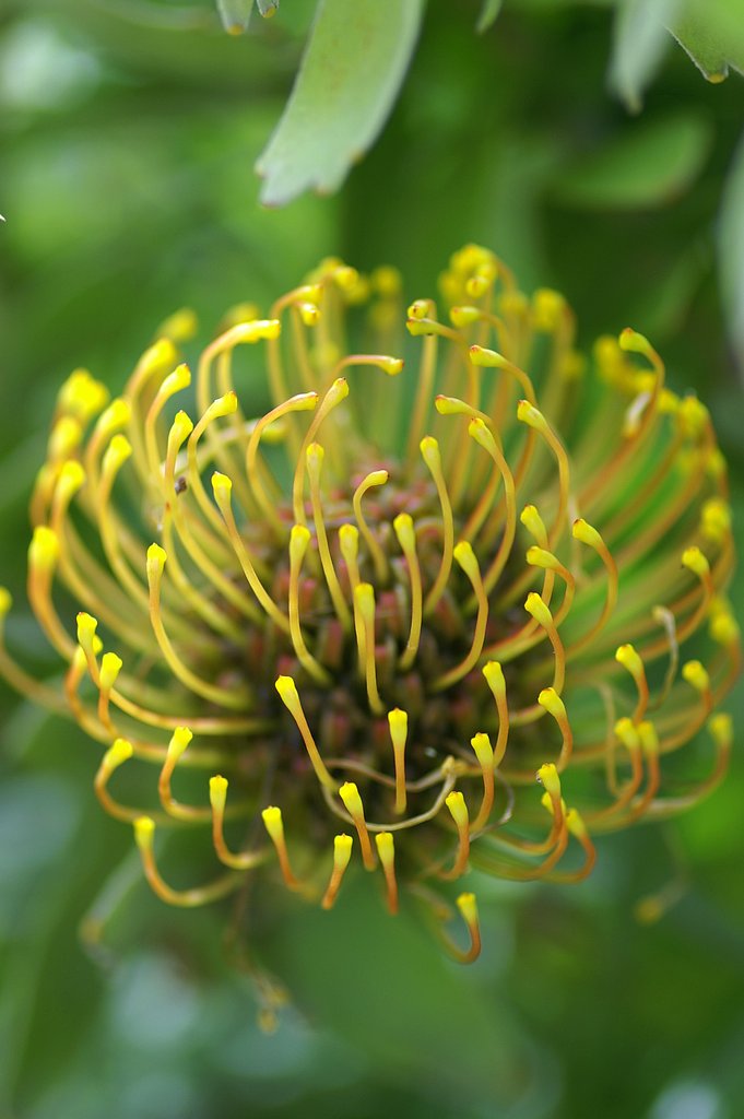 花？