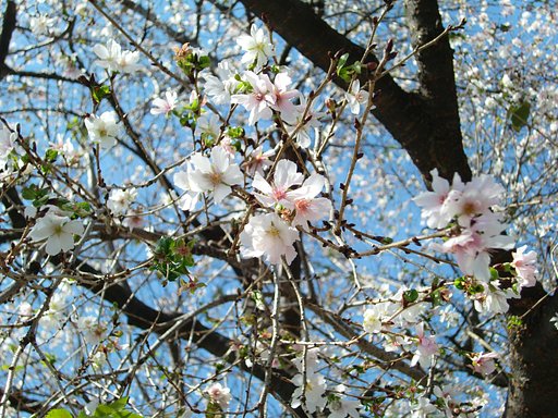 冬桜満開