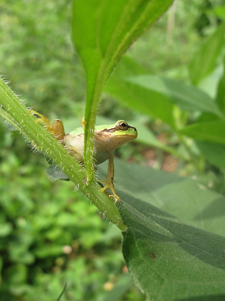 カエル