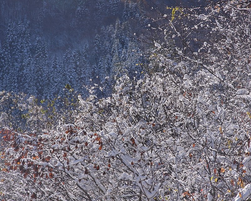 華雪