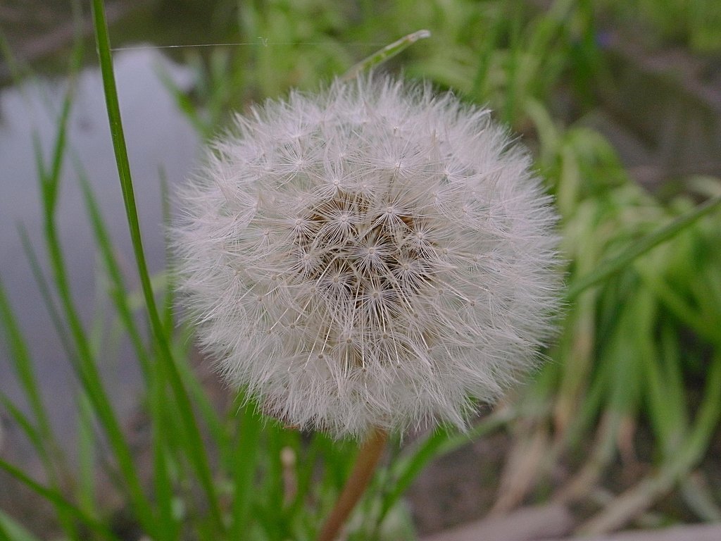 たんぽぽ