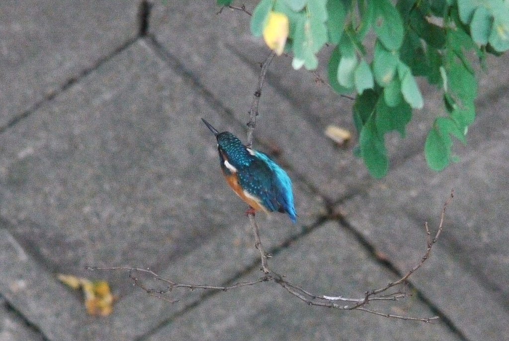 カワセミ