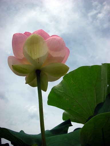 雨間の蓮花