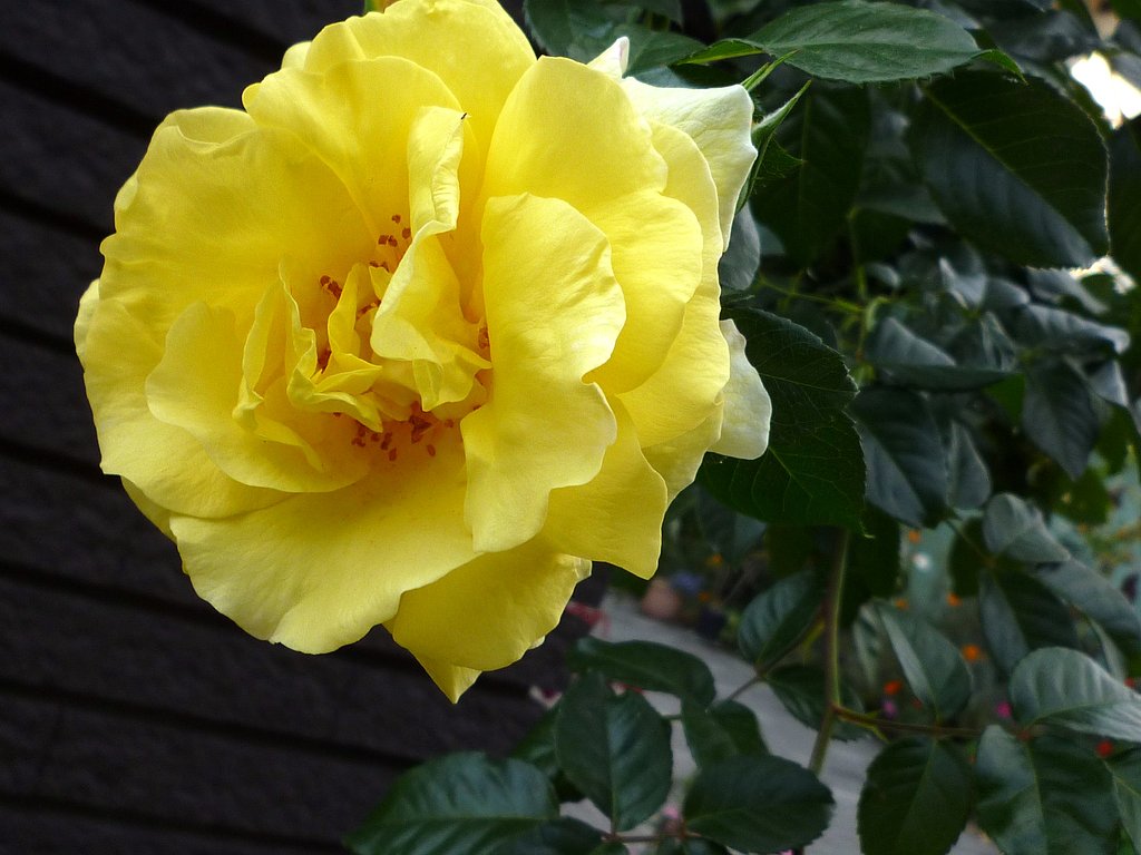 秋の薔薇