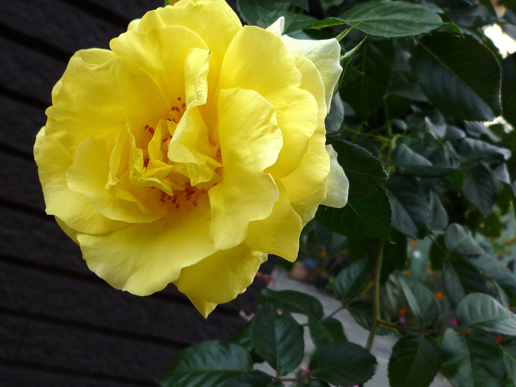 秋の薔薇