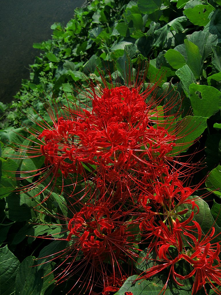 川面と彼岸花