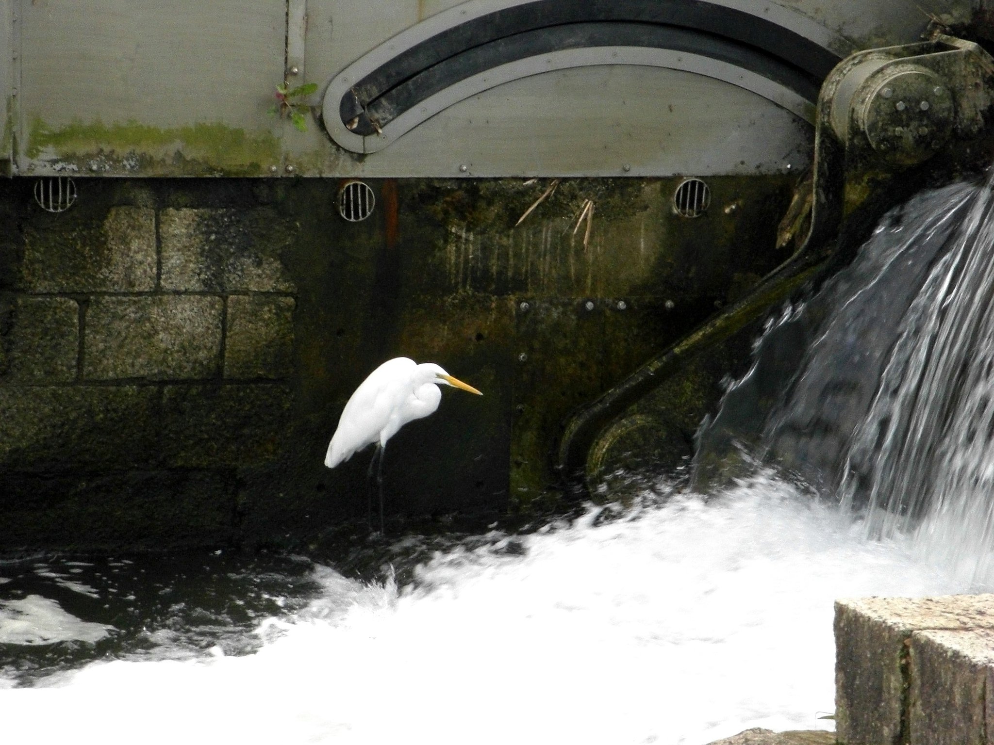 【水】餌を運ぶ