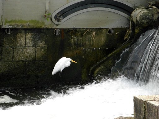 【水】餌を運ぶ