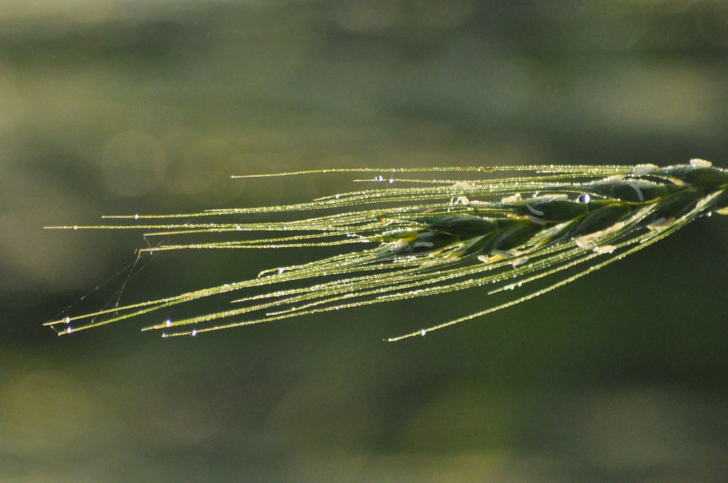 朝露　麦の穂