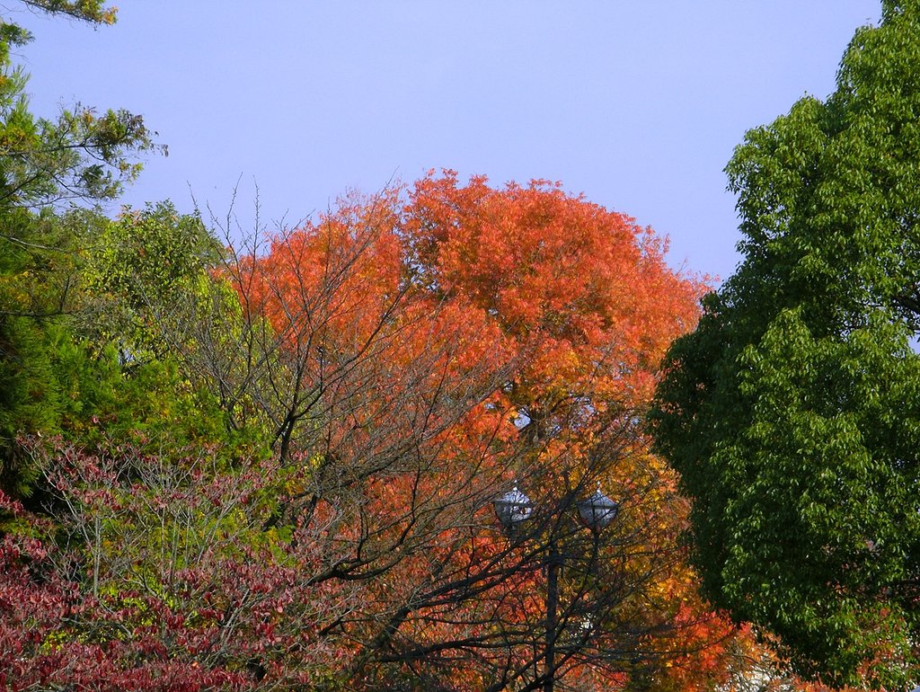 紅葉探しに
