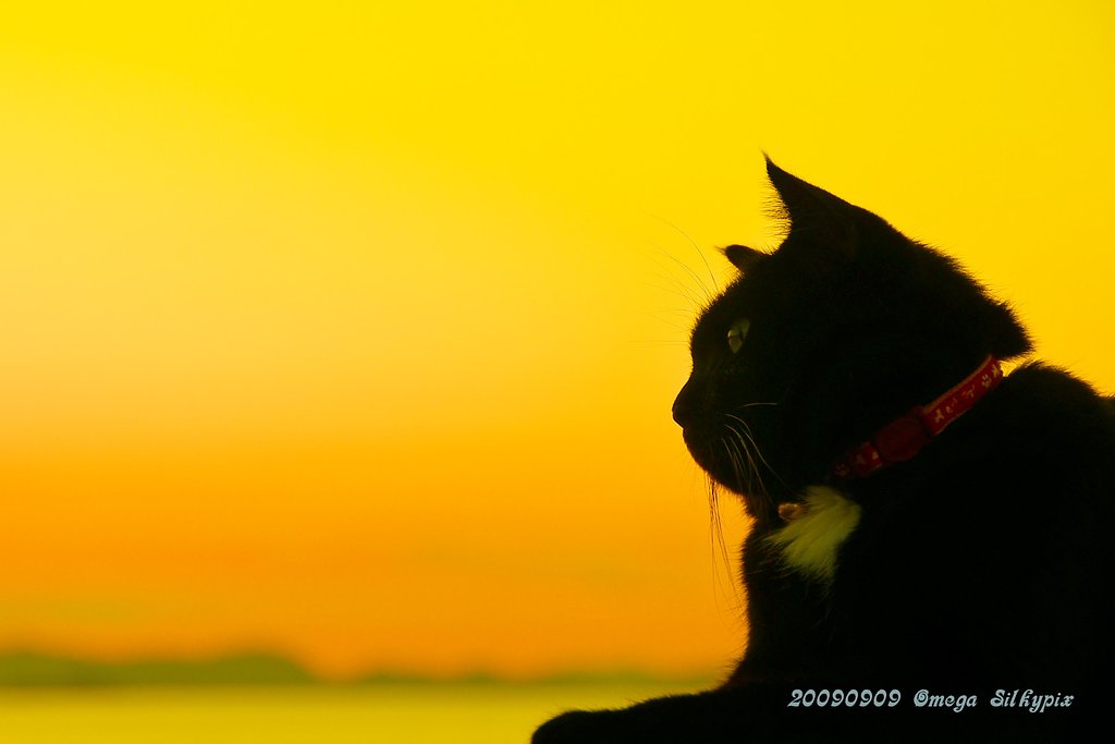 夕焼けのもえ猫　９・９
