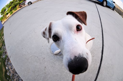 THE DOG ?