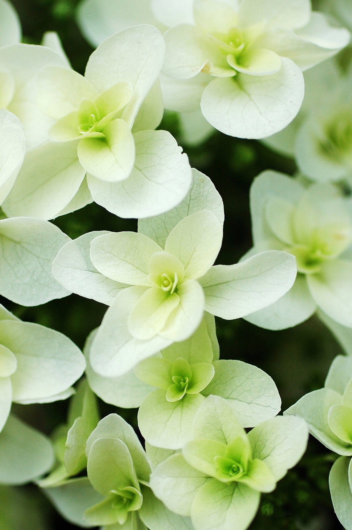 柏葉紫陽花