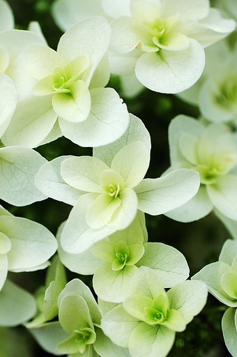 柏葉紫陽花