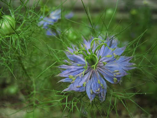 通りすがりの変な花（青）