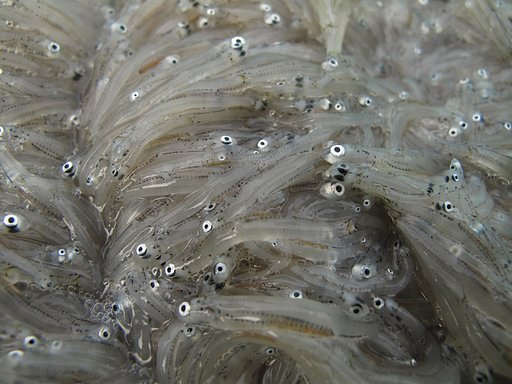 [水]水揚げ